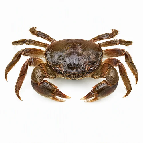 海南溪蟹